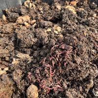 Humus naturale di lombrico