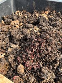 Humus naturale di lombrico