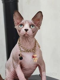 Sphynx cucciola 5 mesi