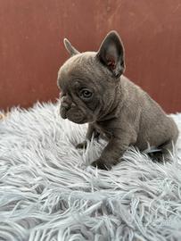 Bulldog francesi cuccioli