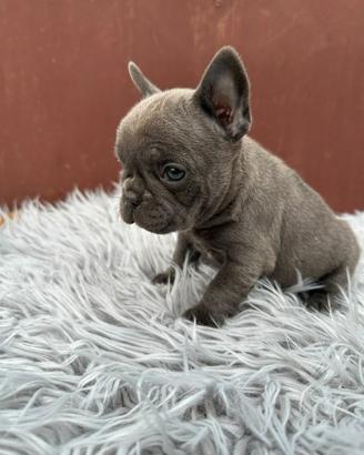 Bulldog francesi cuccioli