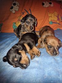Cuccioli di bassoto