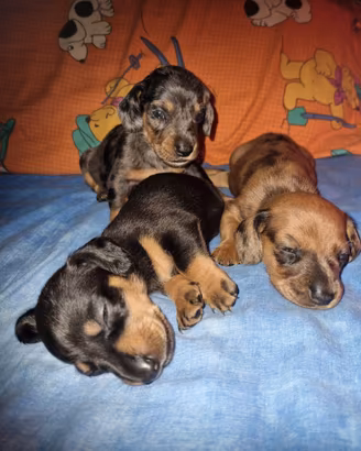 Cuccioli di bassoto