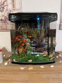 Acquario