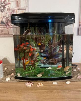 Acquario
