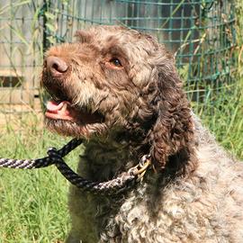 Lagotto romagnolo - maschio adulto 2