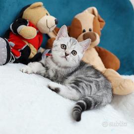 Gattina British shorthair dolcissima scottish