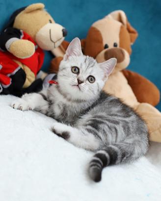 Gattina British shorthair dolcissima scottish