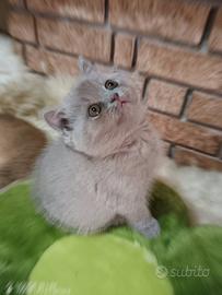 Gattina lilac british shorthair