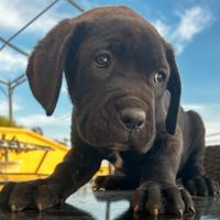 Cucciolo di cane corso italiano