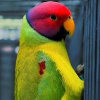 Pappagalli coppie e singoli