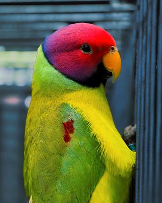 Pappagalli coppie e singoli