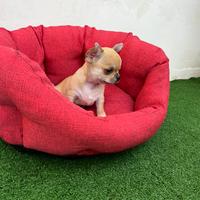 Chihuahua maschietti