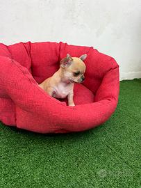 Chihuahua maschietti