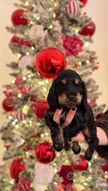 Cocker spaniel inglese