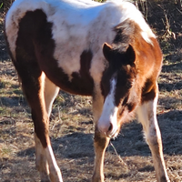Puledra paint horse