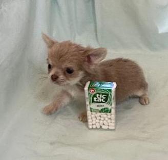 Chihuahua Toy e Minitoy pelo lungo