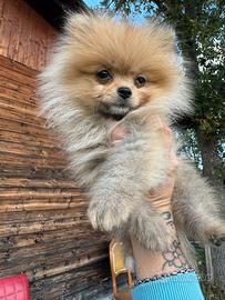 Spitz Pomerania