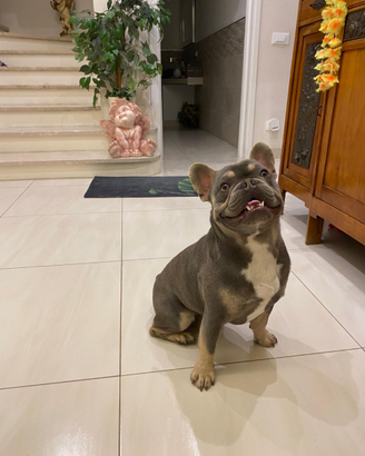 Bulldog francese colore lilac tan per monta
