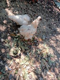 Galline Moroseta