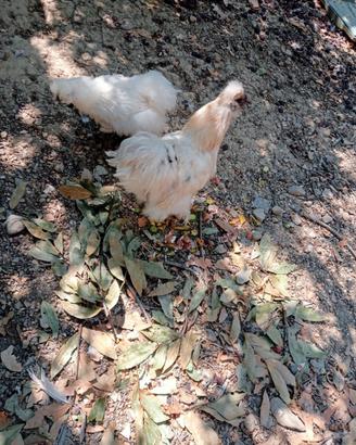 Galline Moroseta