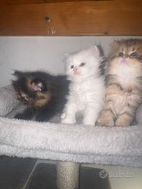 Splendidi Cuccioli di Gatto Persiano Puri