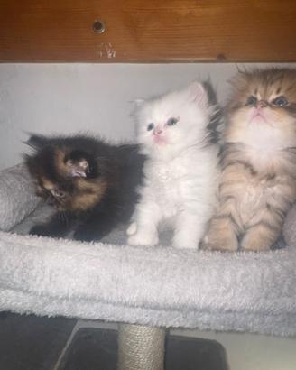 Splendidi Cuccioli di Gatto Persiano Puri