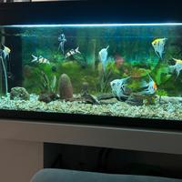 Acquario 280 litri con pompa esterna