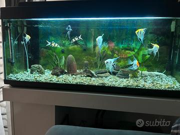Acquario 280 litri con pompa esterna