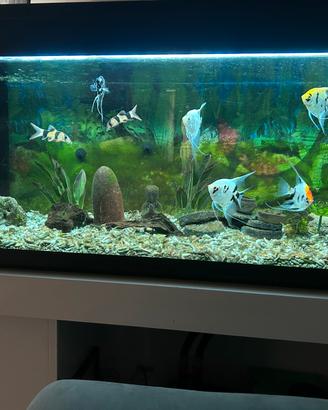 Acquario 280 litri con pompa esterna