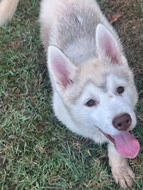 Cuccioli dí siberian Husky