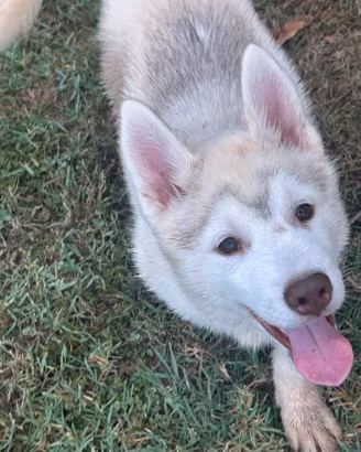 Cuccioli dí siberian Husky