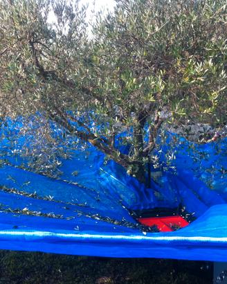 OMBRELLO RACCOLTA OLIVE