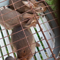 Conigli leprino viterbesi