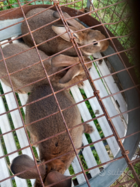 Conigli leprino viterbesi