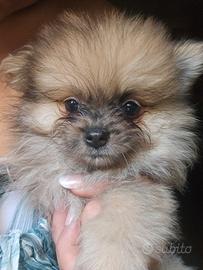 Spitz tedesco nano ovvero volpino di pomerania