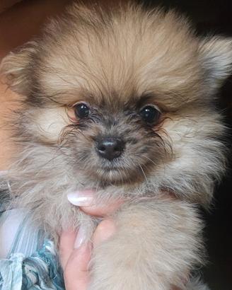 Spitz tedesco nano ovvero volpino di pomerania