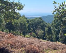 Terreni agr e bosco Castiglione della p - TIRLI