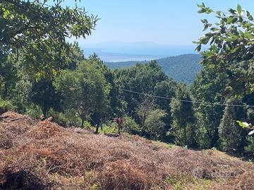 Terreni agr e bosco Castiglione della p - TIRLI