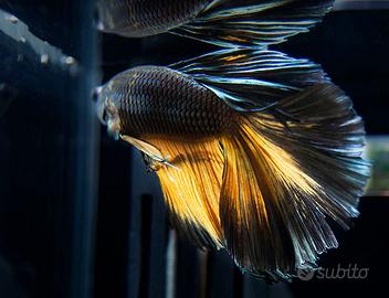 BETTA SPLENDENS maschi femmine tantissime varietà