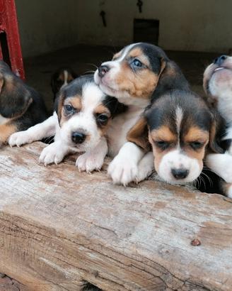 Cuccioli di Beagle