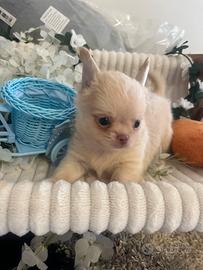 Chihuahua