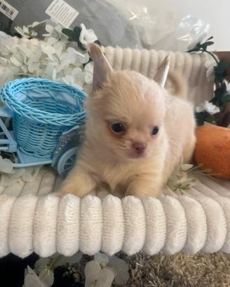 Chihuahua