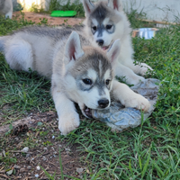 Cuccioli Husky