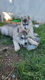 Cuccioli Husky