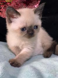 Cuccioli Scottish Straight