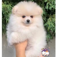 Cucciolo di Pomerania