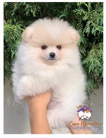 Cucciolo di Pomerania