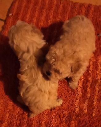 Cuccioli di maltipoo taglia molto piccola