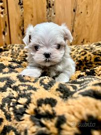 Maltese mini toy